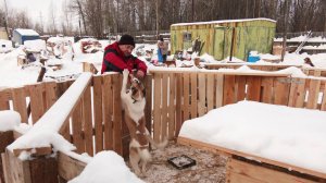 В Нижневартовске к брошенным собакам относятся с «Благодарностью»