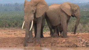 BABY ELEPHANT WALK  Henry MANCINI