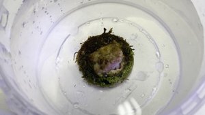 Очистка кораллов от паразитов, планарий. Морской аквариум