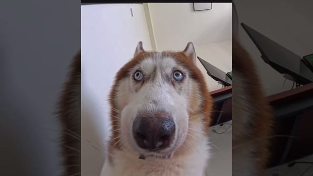 Когда маленько нашкодил