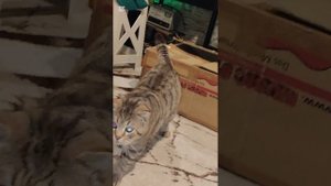 Любители прятаться в коробки