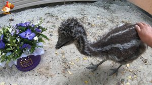 Эму 58 дней – страус и букет 💐 Дормидонт, наверное, мальчик – цветы его не впечатляют 😂😂😂