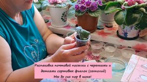 Распаковка почтовой посылки с черенками и детками сортовых фиалок (сенполий). Мы до сих пор в шоке!