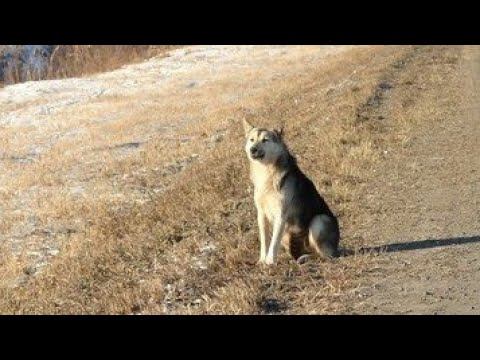 Верный пес 11 лет ждет погибшего в ДТП хозяина смотреть онлайн