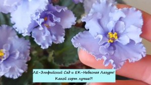 ЛЕ-Эльфийский Сад и ЕК-Небесная Лазурь! Какой сорт лучше?!