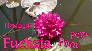 Кувшинка (нимфея) Фуксия Пом Пом.   Water lily (Nymphaea) Fuchsia Pom Pom
