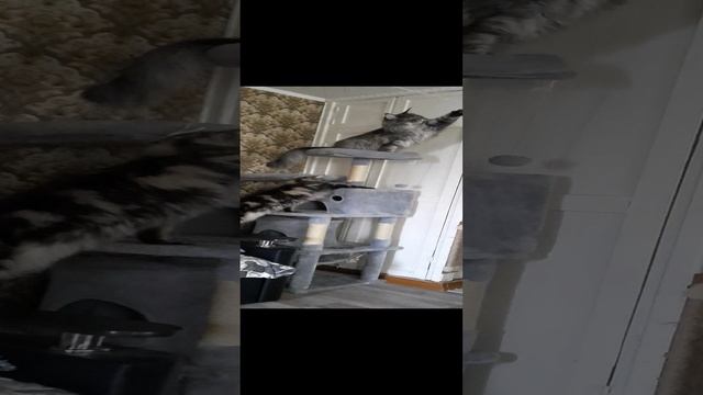 Высоко лежу... Мейнкун Кузя осваивает новый дом