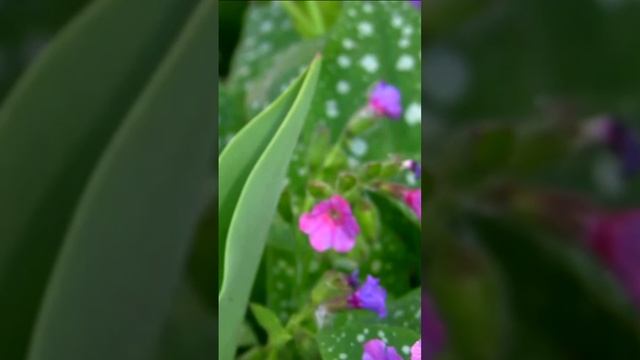 Медуница. Дмитрий Шлапак смотреть онлайн