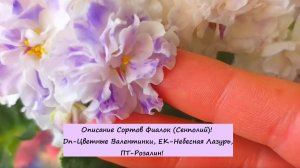 Описание Сортов Фиалок (Сенполий)! Dn-Цветные Валентинки, ЕК-Небесная Лазурь, ПТ-Розалин!