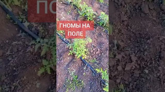 Гномы на поле. Такие толстые и здоровые