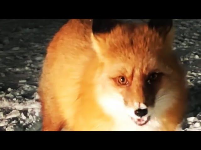 Лисичка на месторождении в гостях у нефтяников смотреть онлайн