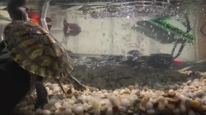 Ускоренная жизнь аквариума: Черепахи и рыбки