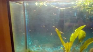 Обзор аквариума с мальками гуппи