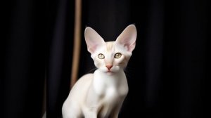 Сейшельская кошка