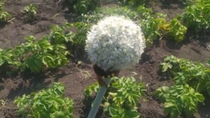 Сколия-гигант на огороде