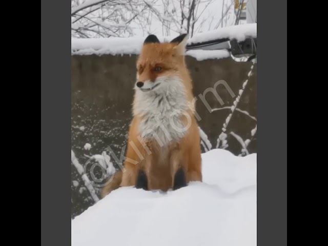 Лиса наведалась на трубную базу в Сургуте смотреть онлайн