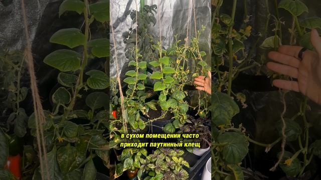 Паутинный клещ на огурцах при выращивании зимой