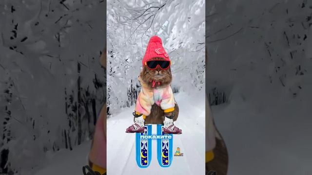 А вы любите кататься?⛸️⛷️😸 #котики #зима #животные