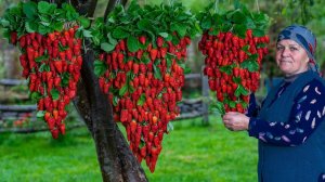Пастила из Свежей Клубники: Без Сахара, 100% НАТУРАЛЬНЫЕ 🍓
