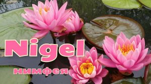 Кувшинка (нимфея) Найджел.   Water lily (Nymphaea) Nigel