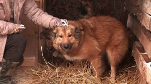 Нижневартовский приют взял на передержку собак участника СВО