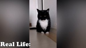 Maxwell the Cat all versions | Maxwell cat