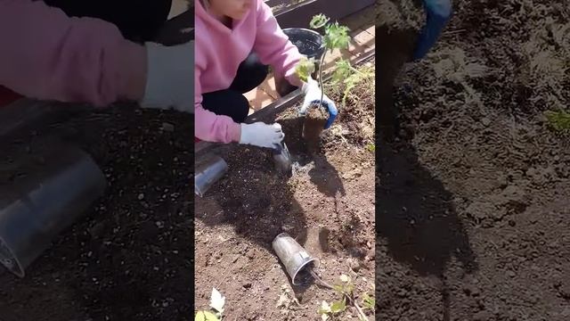 Сажаем Томат за 60 секунд #дача #своимируками #томаты