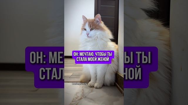 Стань моей женой