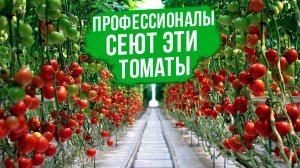 ИХ выращивают профессионалы! ЛУЧШИЕ и НОВЫЕ томаты для теплиц.