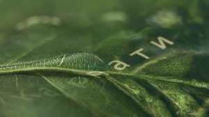 Цветокоррекция рекламного ролика, для компании Мороша