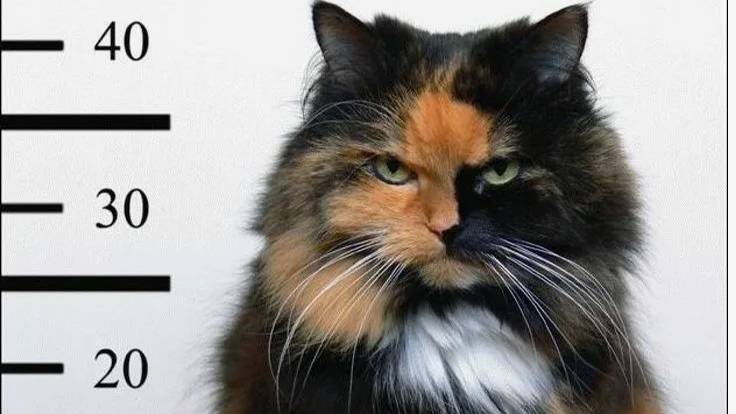 Majestic Контракты семьи Крайм