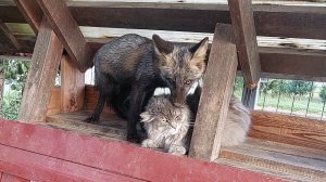 Лисёнок заигрывает с котом