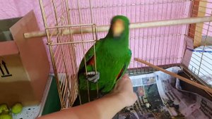 мой любимый #эклектусРикки💚. 🤗 #parrot #eclectus #Ricky #эклектус