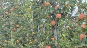 Expando w sadzie - Gala Schniga Schnico Red