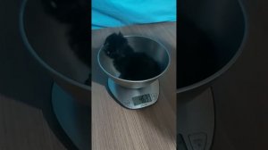 Взвешивание котят мейн-кун в 3 недели (21 день) 18 апреля 2024 г.