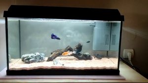 Juwel primo 60 🐟🐠🐡 ❤️