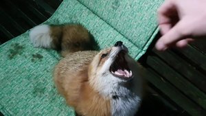 Ли Сяо / Alice the Fox Алиса Лиса (Чужое место. За что лиса прокусила руку)