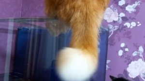 аквариум заполняем грунтом