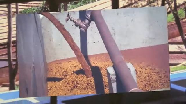 Café de Kenia смотреть онлайн