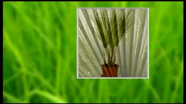 Cotton Palm (Washingtonia Robusta) 1 Metre Tall in a 17cm Pot смотреть онлайн