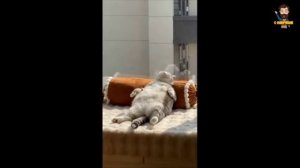 смешные котики #1