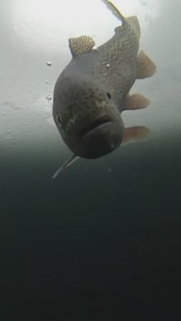 РАДУЖНАЯ ФОРЕЛЬ выпущена в лунку (Видео с рыбой под водой)