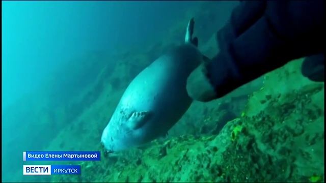 Дайверы во время погружения в Байкал сняли на видео нерпу