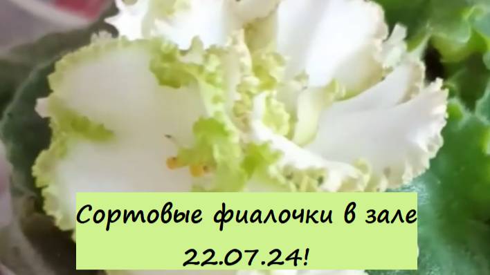 Сортовые фиалочки (сенполии) в зале 22.07.24! Для заказа пишите WhatsApp 89101614167