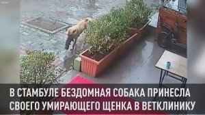 В Стамбуле бездомная собака принесла своего умирающего щенка в ветклинику