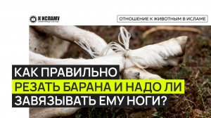 Как правильно резать барана и надо ли завязывать ему ноги?