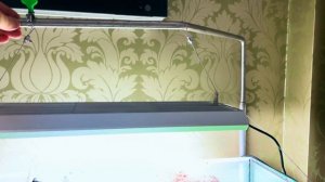 Обновляем внешний фильтр на EHEIM 2080 и свет от ADA на Сhichiros vivid II в проекте "КРАСНОГОРСК"