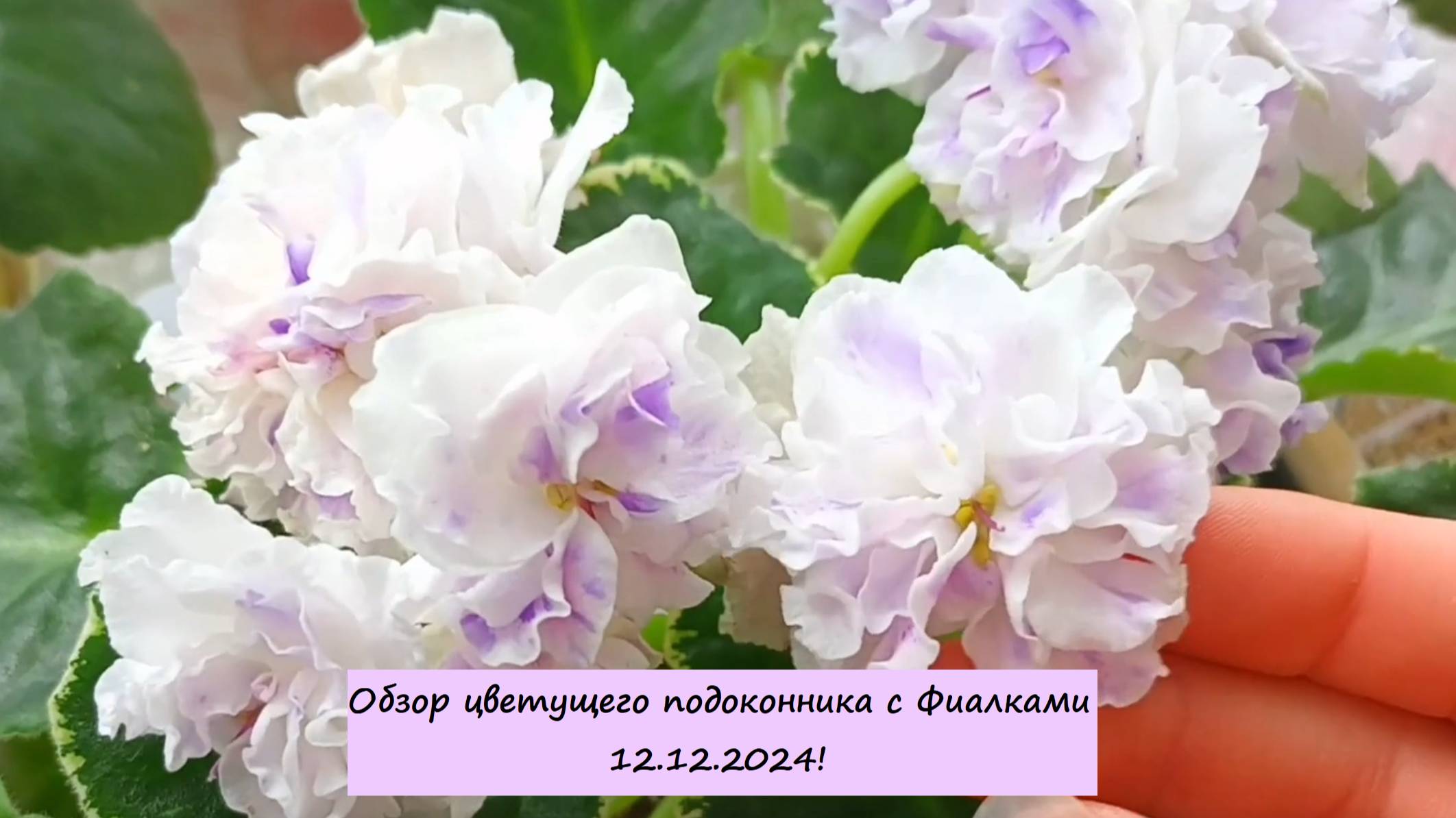 Обзор цветущего подоконника с Фиалками (Сенполиями) 12.12.2024!