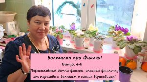 Болталка про Фиалки! Выпуск 44: Пересаживаем детки фиалок, спасаем фиалочку от перелива!