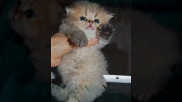 Persian golden chinchilla